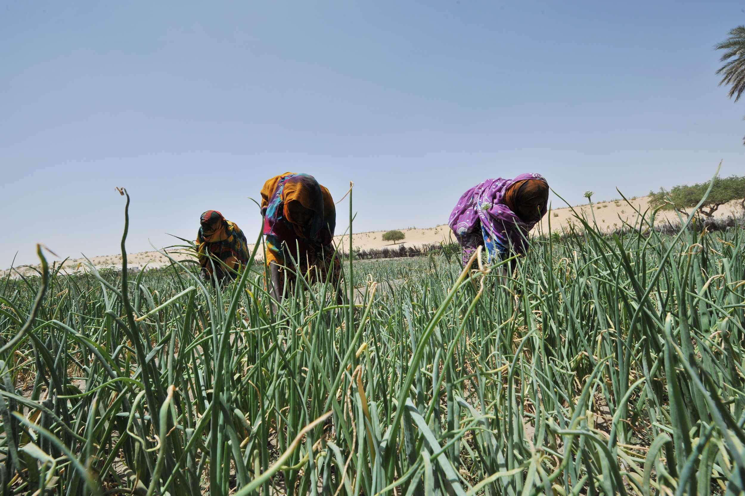 Trois agricultrices récoltant quelque chose dans le champ.