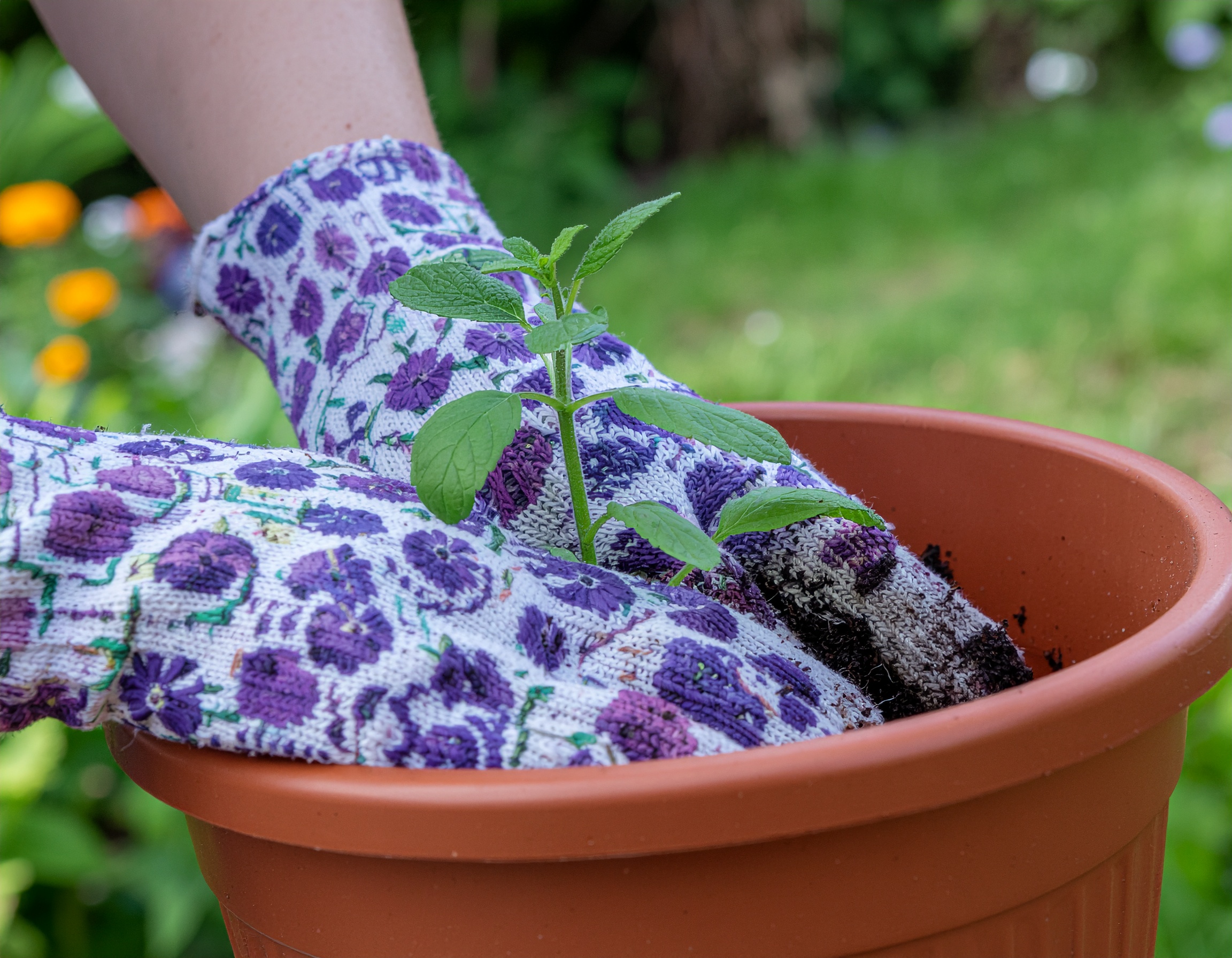 une main qui creuse la terre et plante un jeune plant.