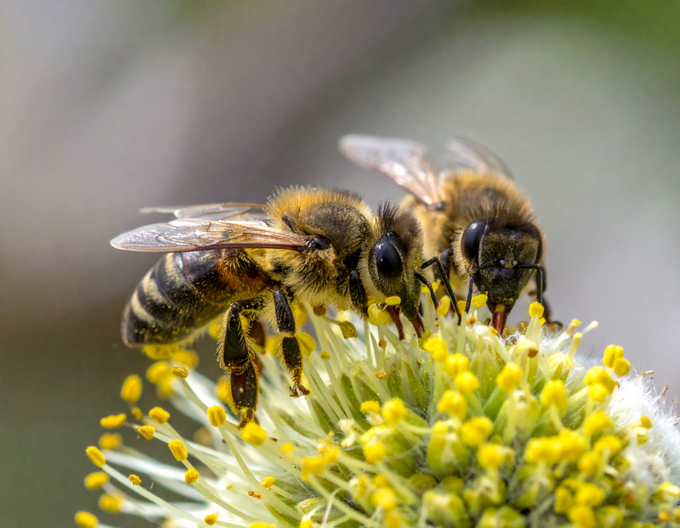 Des abeilles sur une plante.