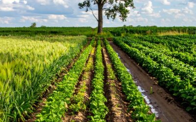 Agroecology: farming differently to respect nature