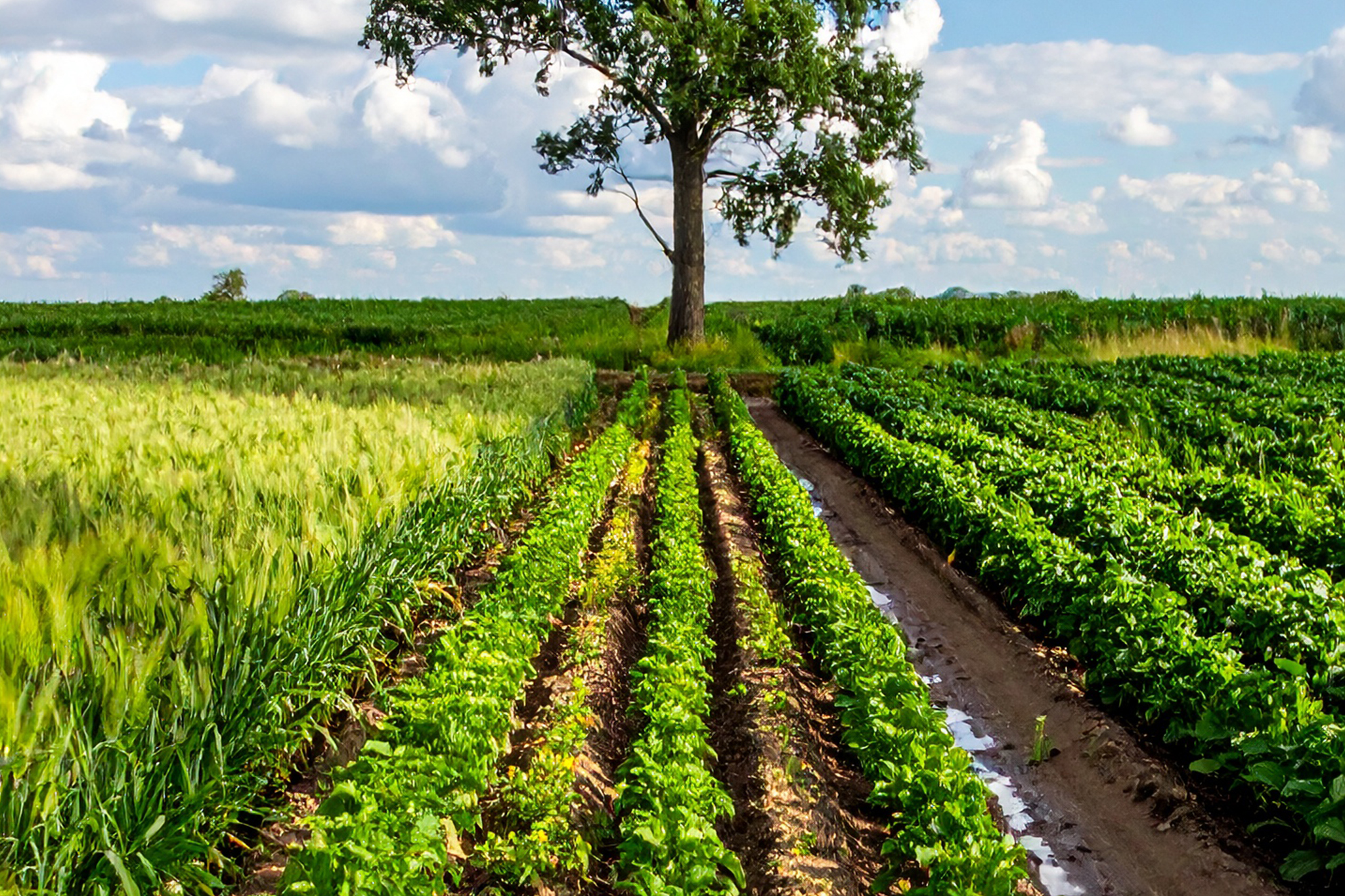 Un arbre face à un champ verdoyant.