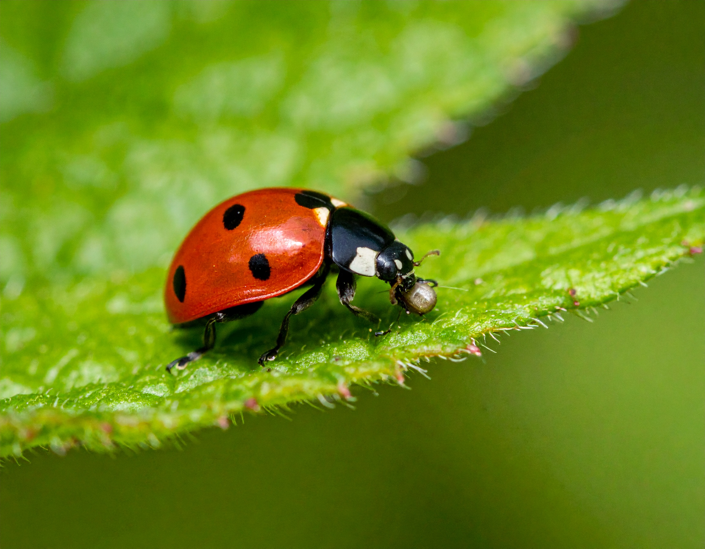Une coccinelle rouge sur une feuille verte, en train de manger un insecte.