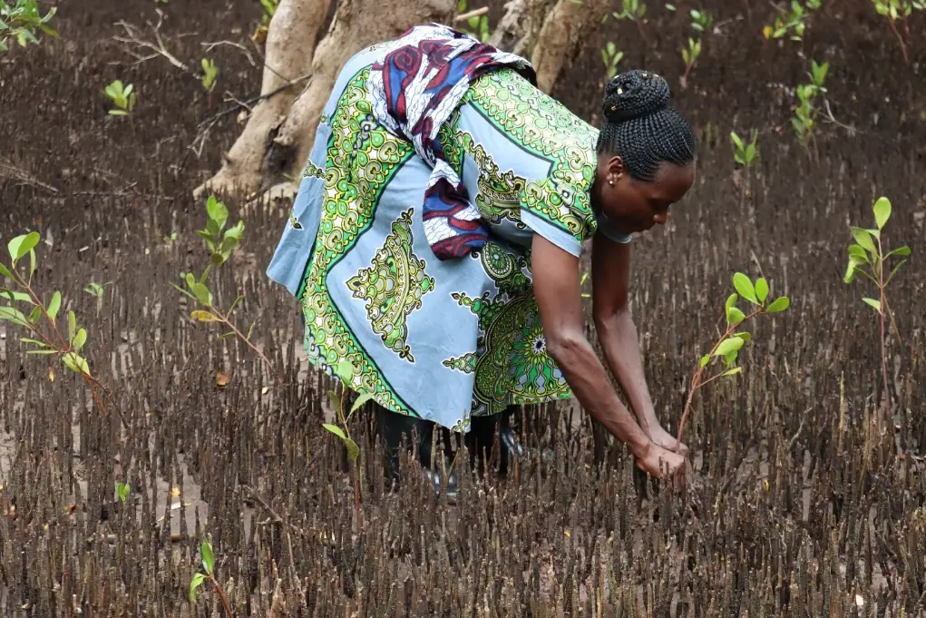 Femme plantant des mangroves.