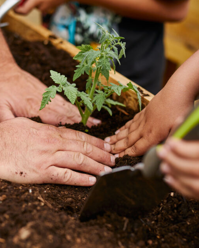 Des mains d'adultes et d'enfants plantent un jeune plant de tomate dans un jardin.