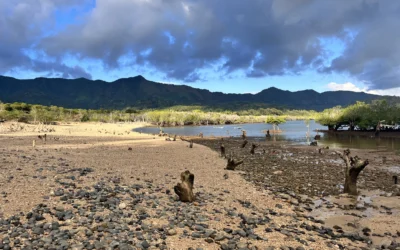 Aux Comores, restaurer les mangroves en apprenant de leurs échecs